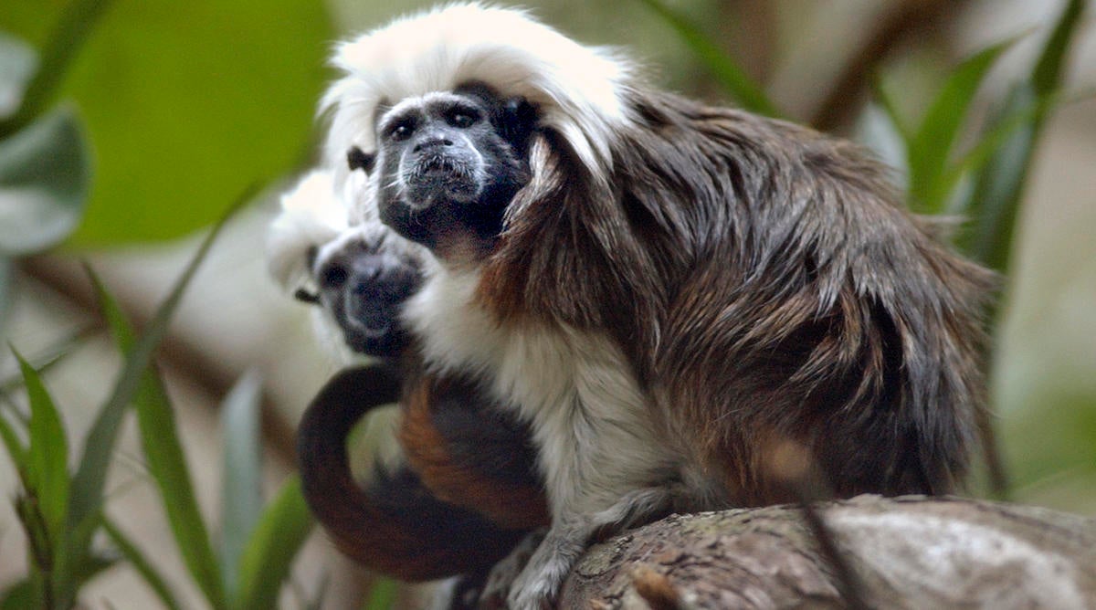 Joey McLeister/Star Tribune Apple Valley,Mn.,Tues.,May 24, 2005--(Left to right) The female and male cotton-top tamarins sit on one of the branches in