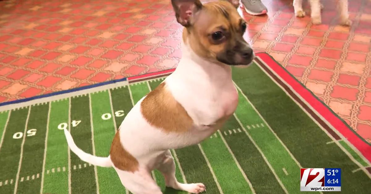 Super Bowl Puppy Bowl 2023 Dog Born With Only Two Legs Warms Hearts