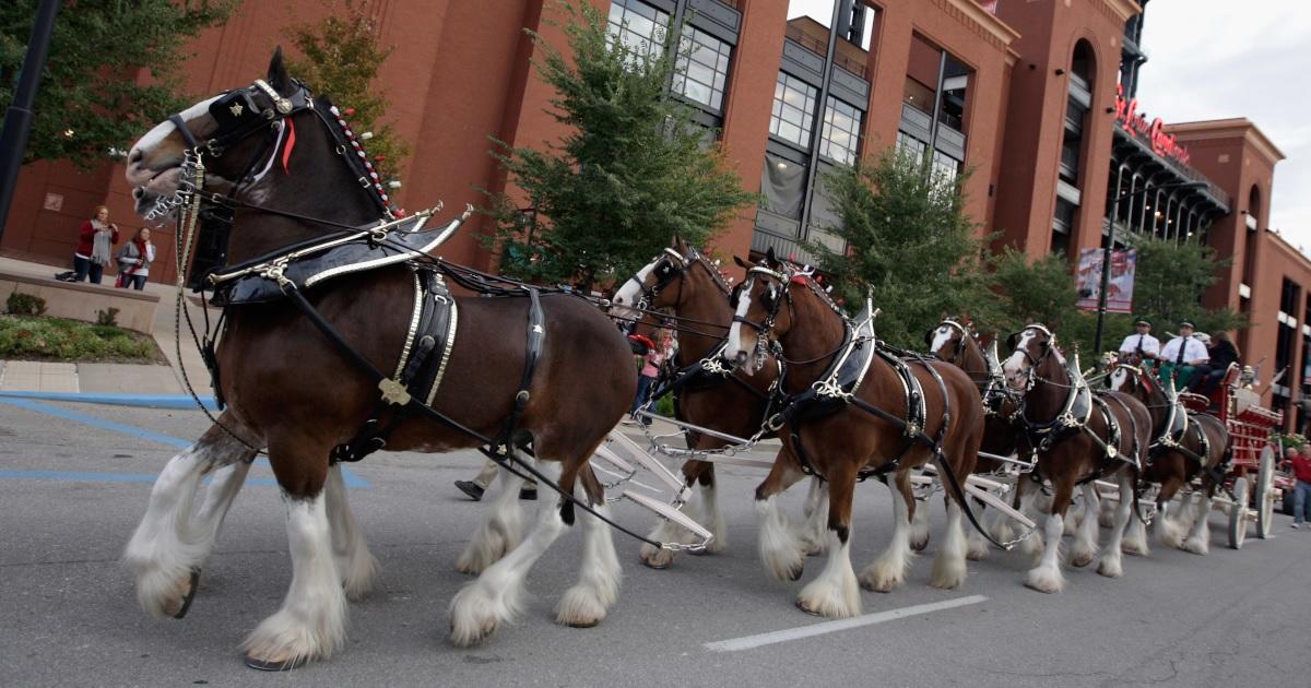 The Budweiser Clydesdales go around Busch Stadium for 2018 home