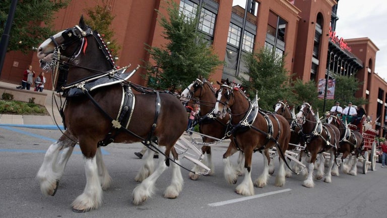 Budweiser Super Bowl Commercial Barely Features Clydesdales, Disappointing Viewers
