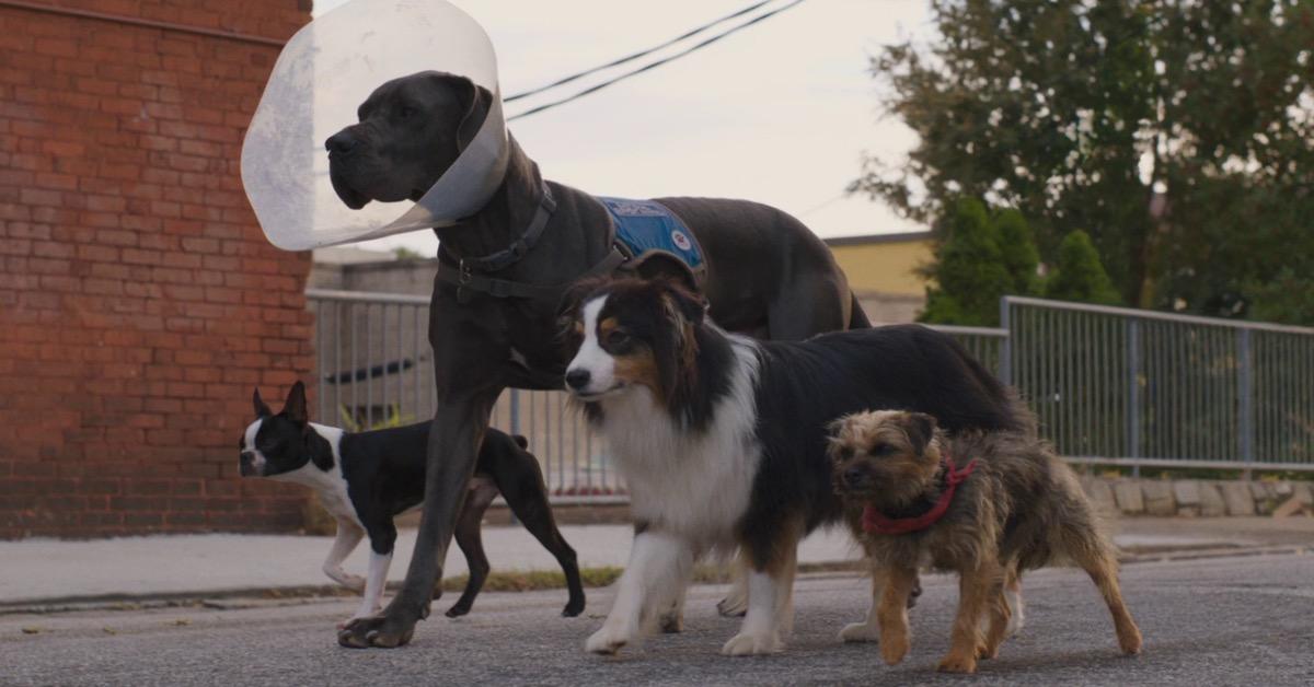 Jamie Foxx and Will Ferrell's RRated Dog Comedy Strays Moves Release Date