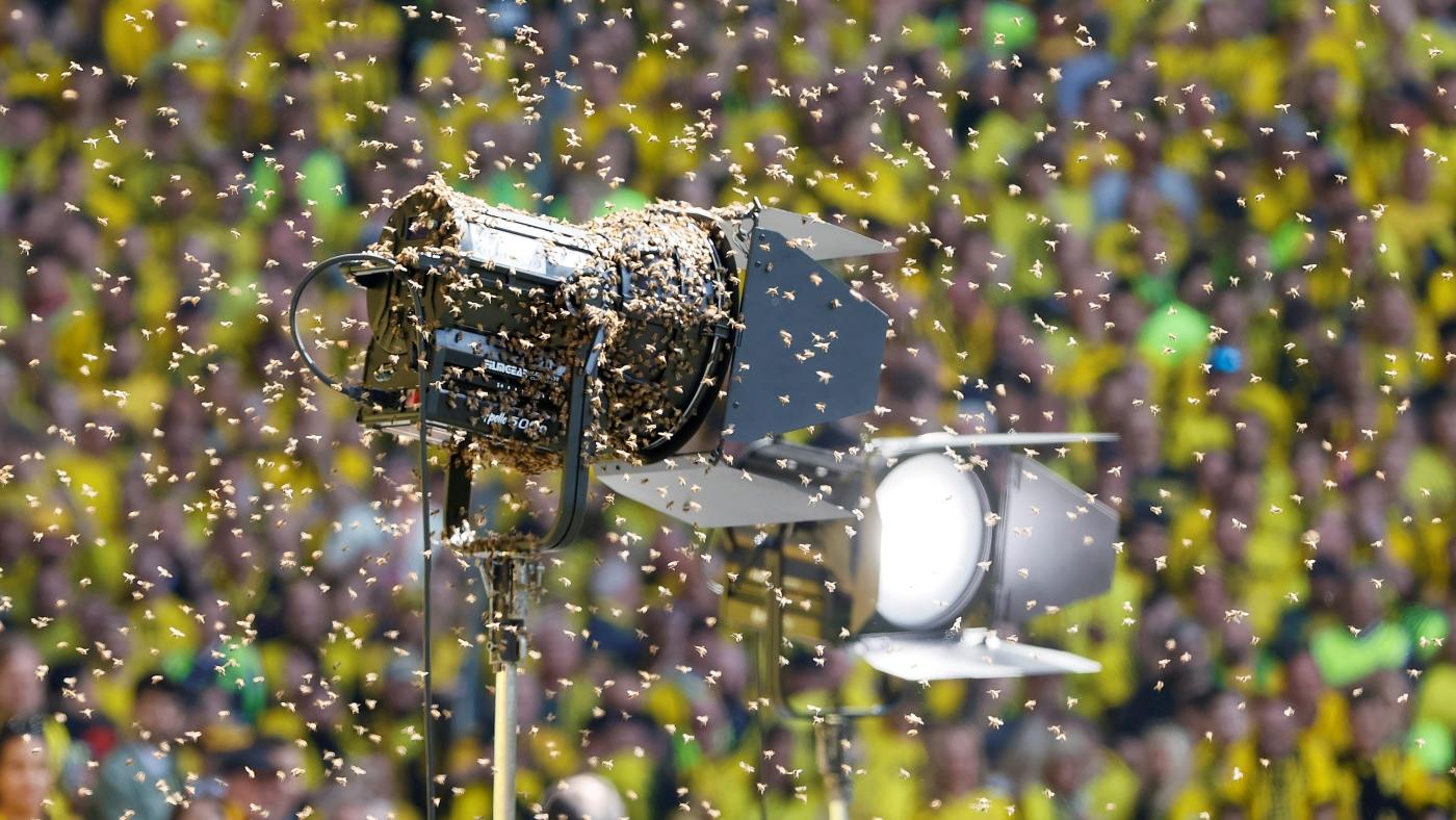 Bee Swarm Getty