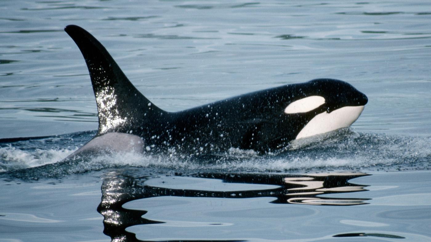 Orca Getty Killer Whale