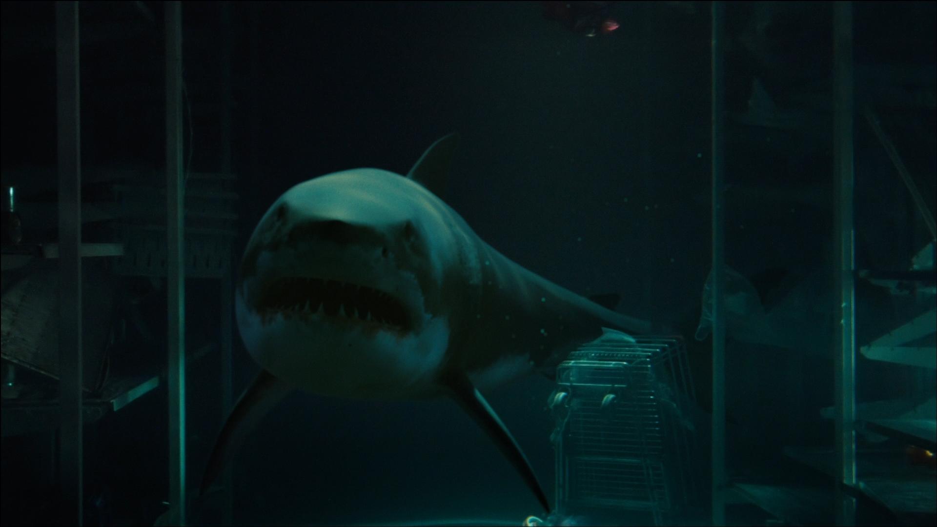 bait-movie-great-white-shark-underwater.jpg