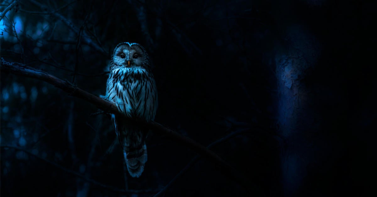 nightmares-of-nature-barred-owl-blumhouse-tv-series