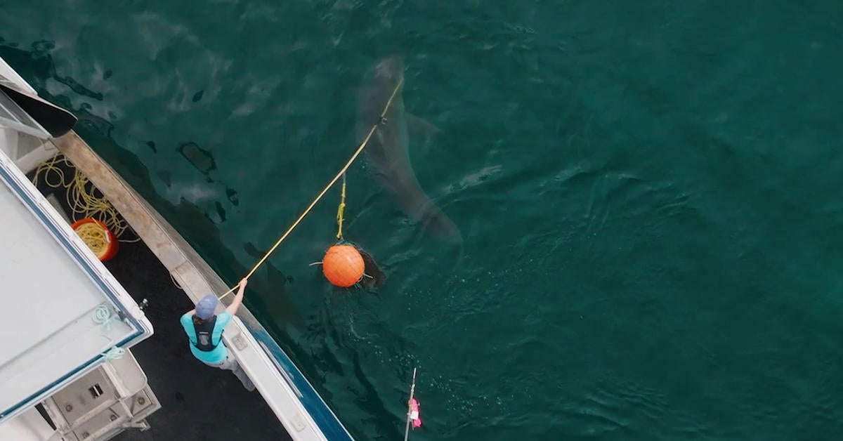 shark-below-zero-national-geographic.jpg shark-below-zero-national-geographic.jpg