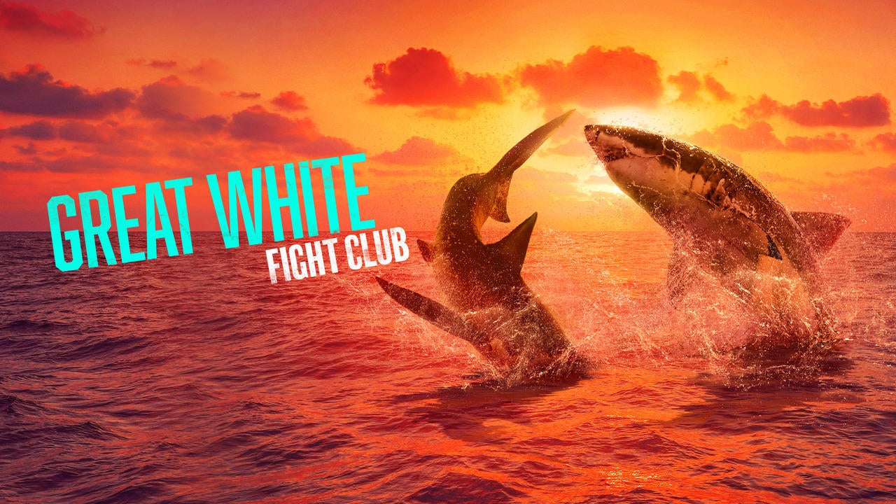 great-white-fight-club-shark-week.jpg