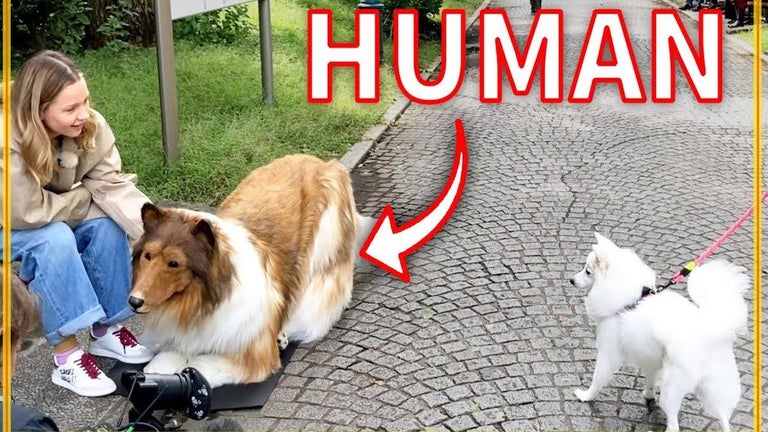 YouTuber Spends $14K to Look Like a Dog, Goes on First Walk in Public