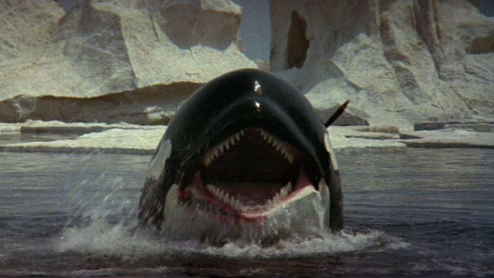 orca-movie-1977.jpg