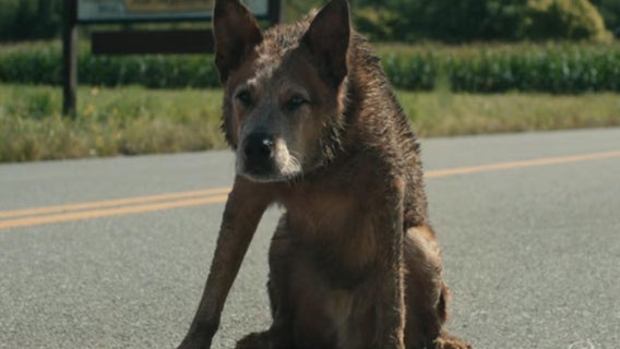 pet-sematary-bloodlines-dog-prequel-streaming