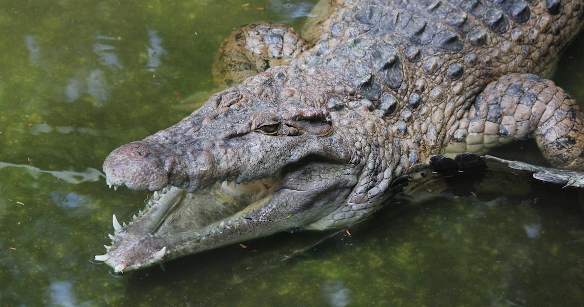 Close up of a crocodile's head with its mouth wide open