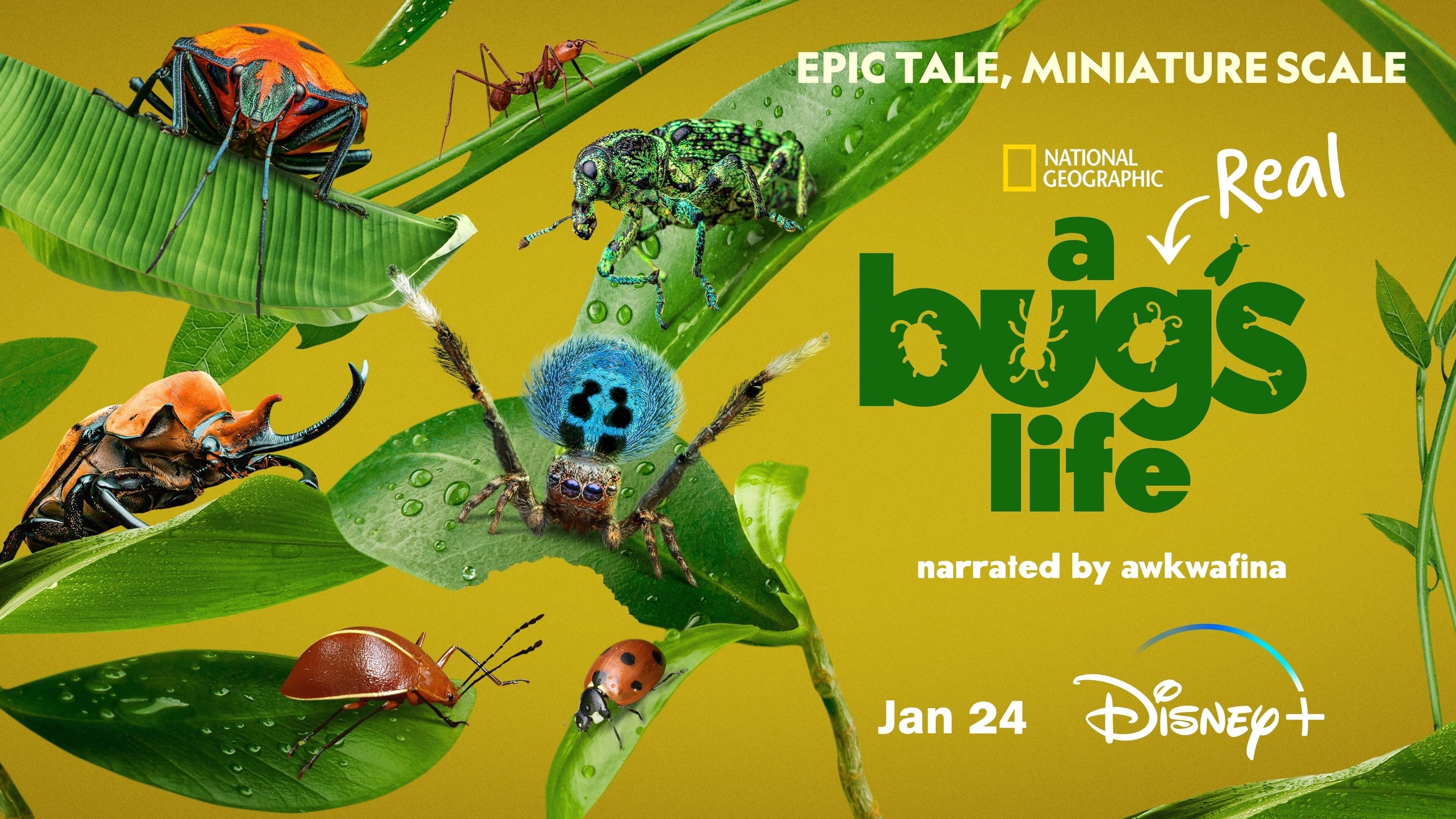 disney-plus-national-geographic-a-real-bugs-life.jpg