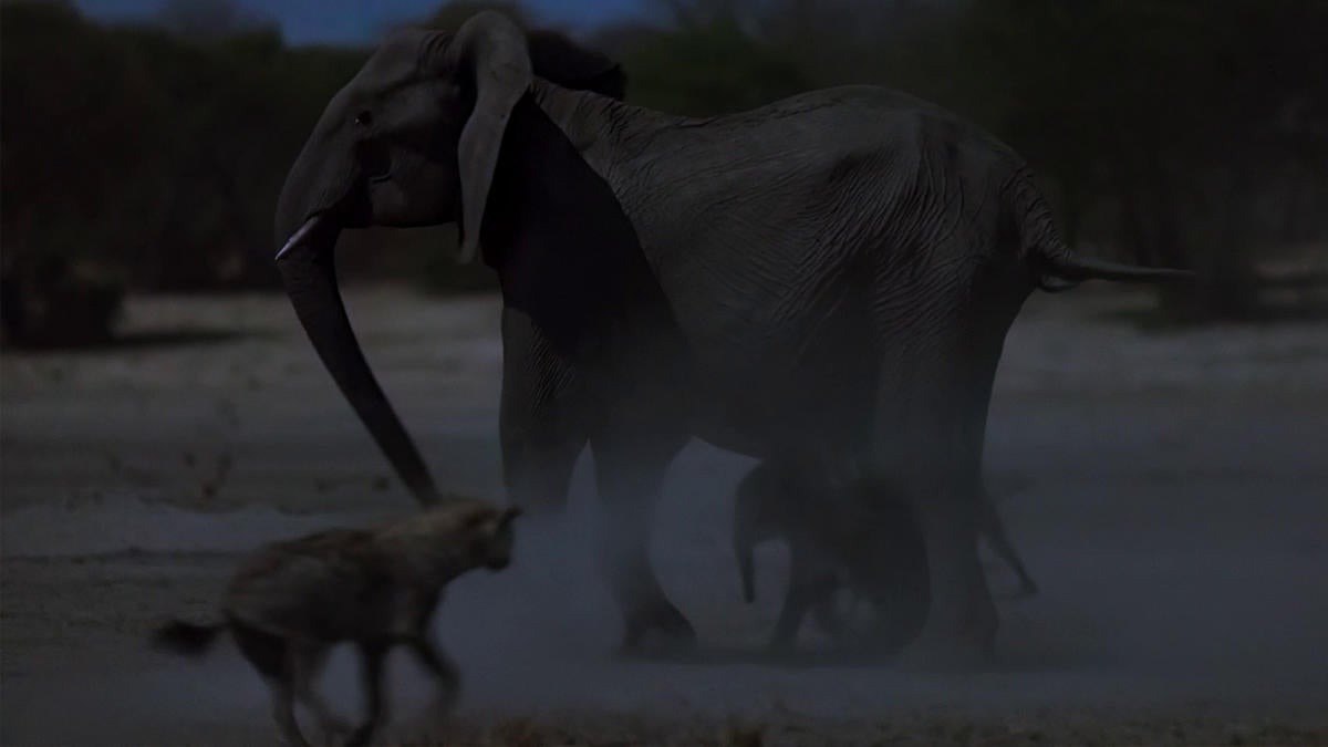 Queens: Elephants Take on Hyenas in a Clip From All-New National Geographic Series (Exclusive)