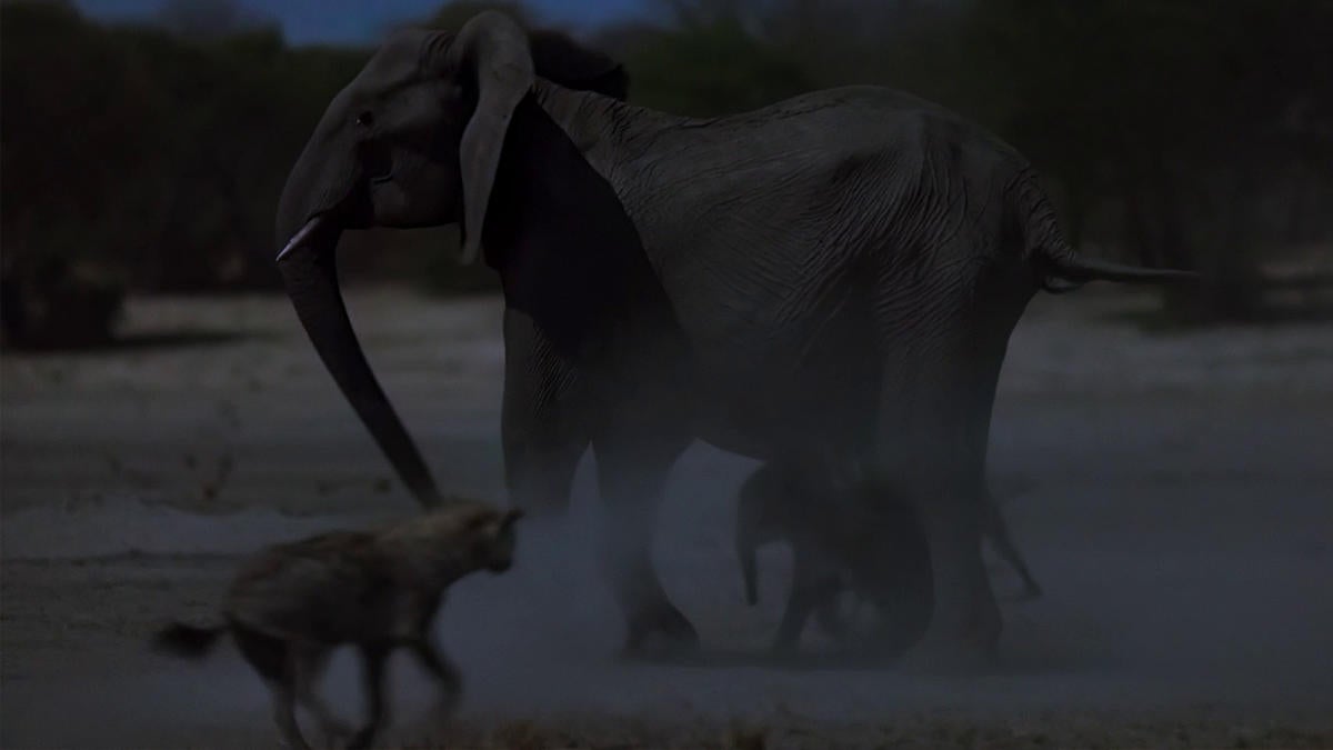 queens-tv-show-elephant-hyena-clip