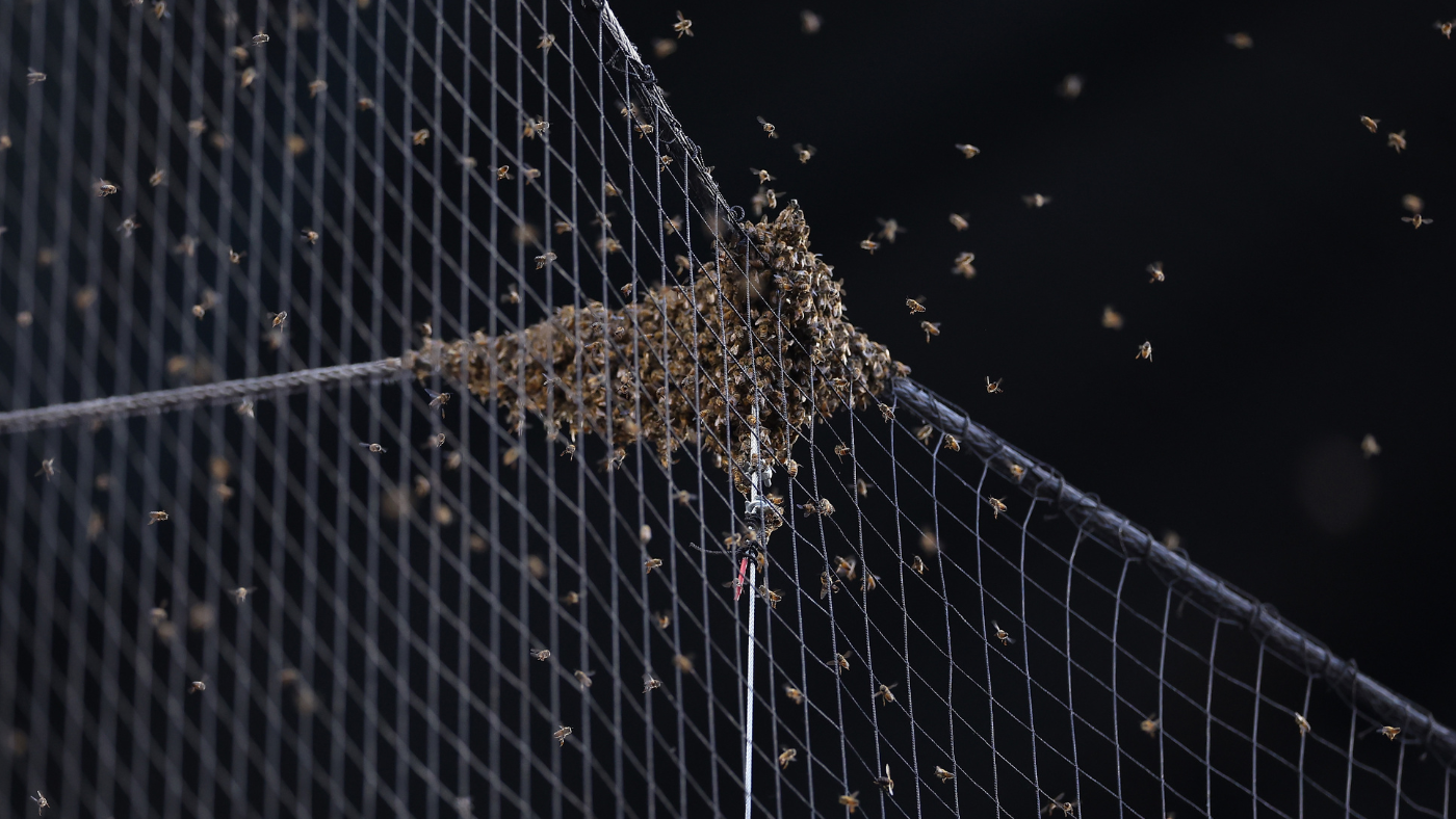 MLB bee delay: Dodgers vs. Diamondbacks pushed back nearly two hours due to swarm behind home plate