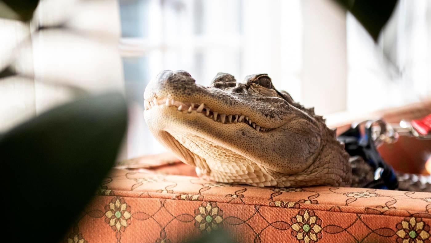 Wally, the emotional support alligator famously denied access to Phillies game, goes missing