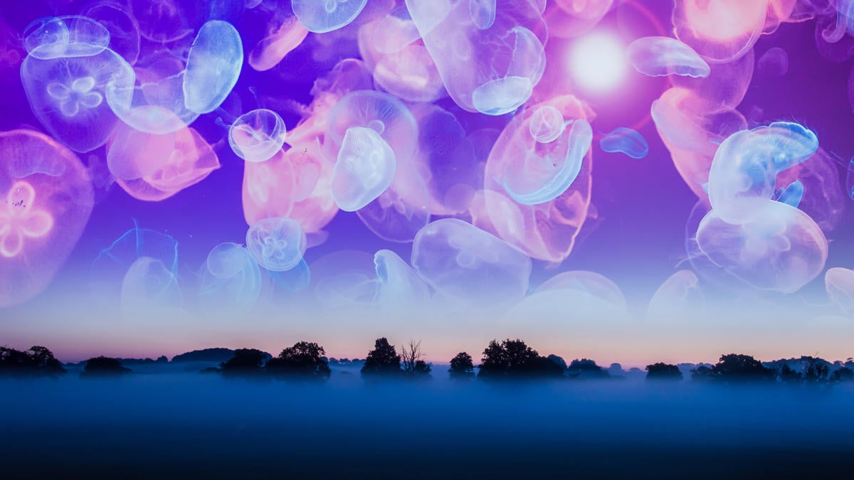 A alien dream concept. Of a misty rural sunrise with glowing neon jellyfish floating in the blue sky above.