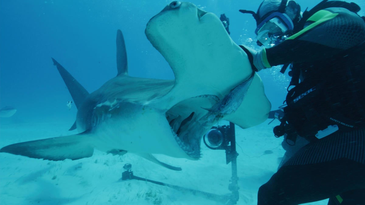 Top 10 Shark Week 2024 Specials to Stream on Max