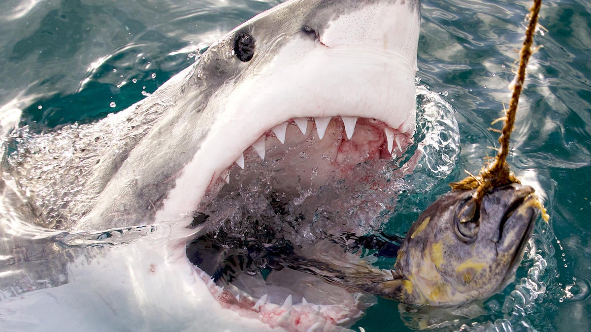 shark-week-great-white-serial-killer-sea-of-blood.jpg