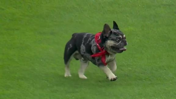 French Bulldog Steals The Show At Reds Game