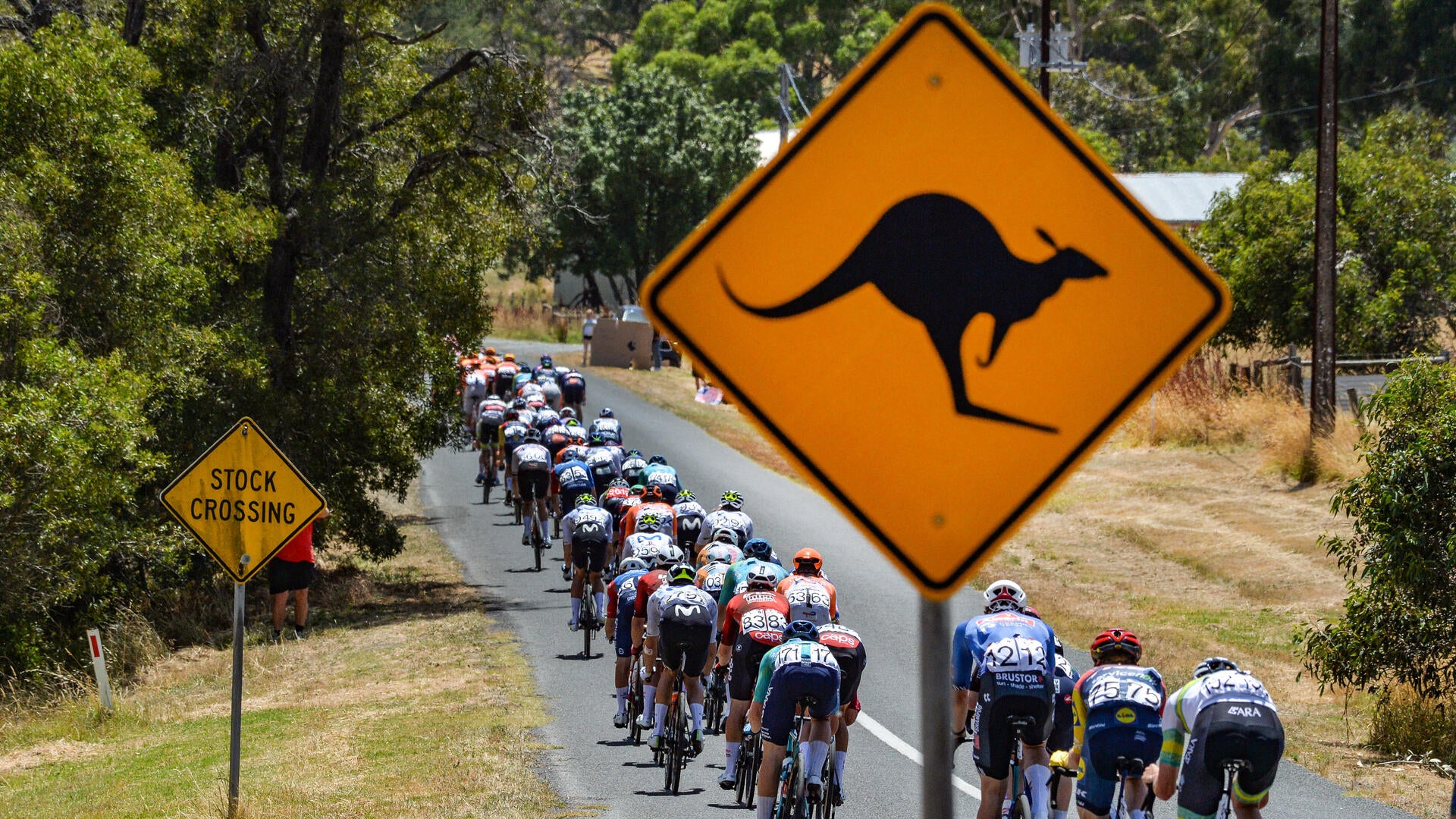 Kangaroo crashes impact cycling race as Australian cyclist Jay Vine wins Tour Down Under