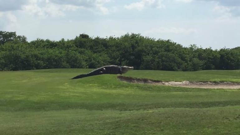 WATCH: Massive 16-foot alligator terrifies golfers at 