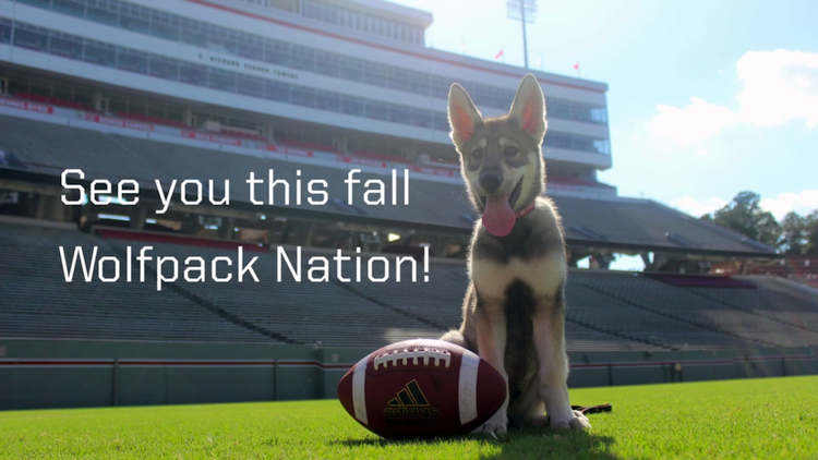 Service dog boosts North Carolina college baseball team