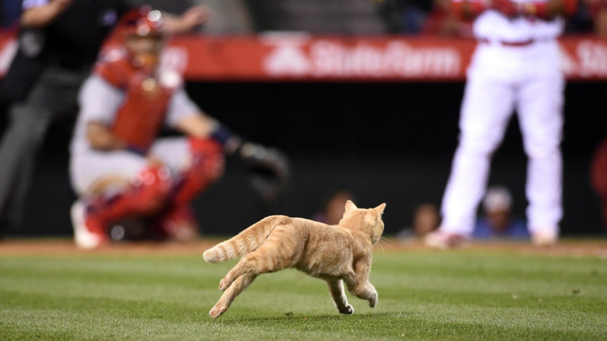 Phillies Minor League Team Will Wear Cat-Covered Jerseys