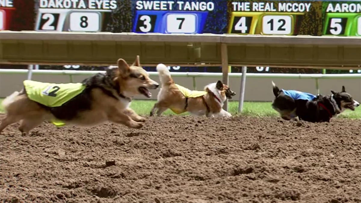 Corgi racing: Which fluffy pup will be champ at Santa Anita?