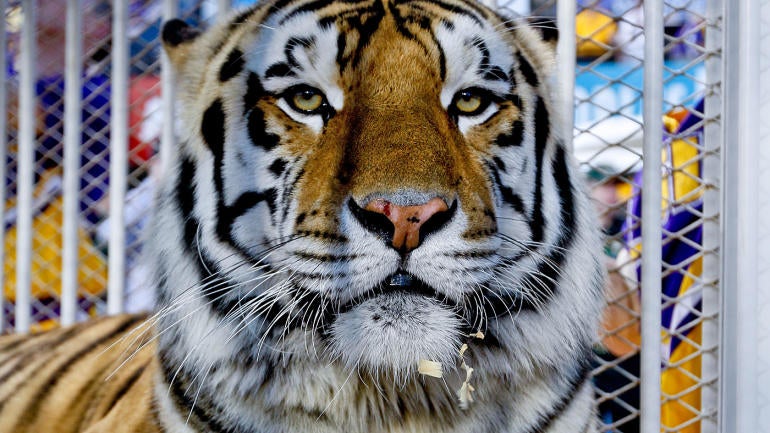 LSU ends practice of bringing live tiger into stadium 