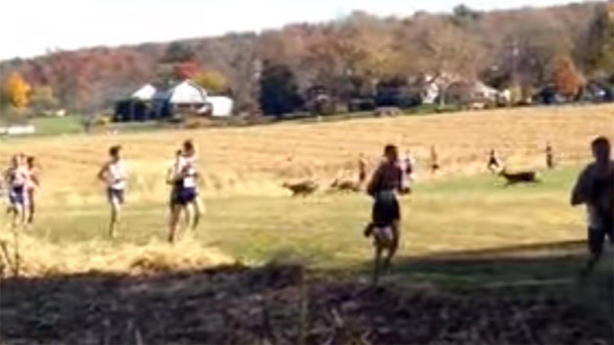 WATCH: Cross-country runner gets crushed by deer in his last collegiate ...