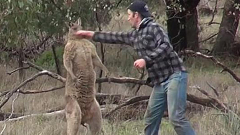 This man punching a kangaroo in the face is the best viral 