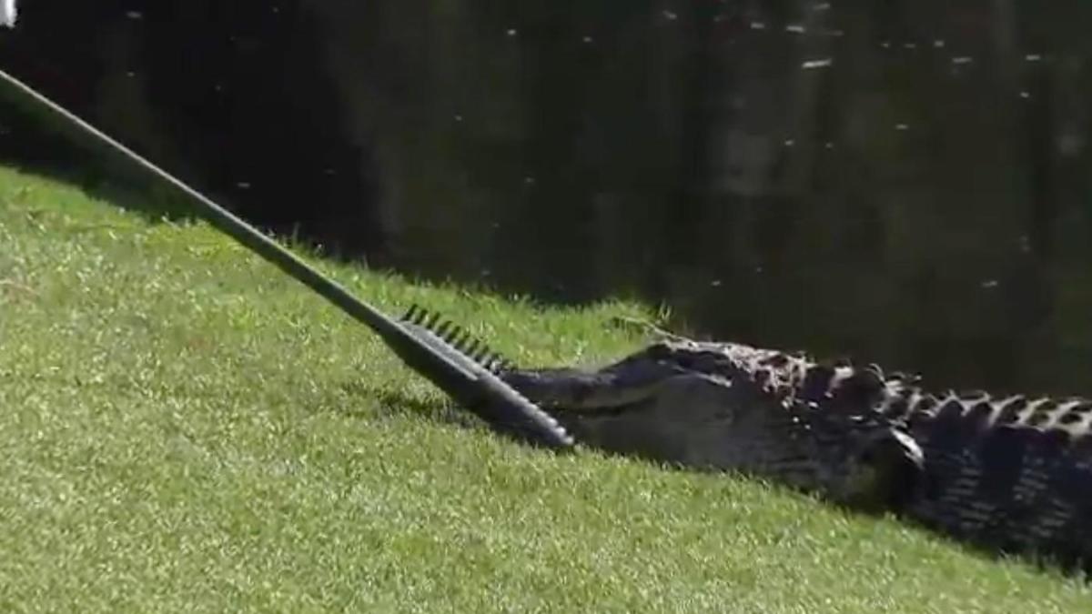 Chomping at Bits: Gator baseball falls to USF in Tampa - Alligator