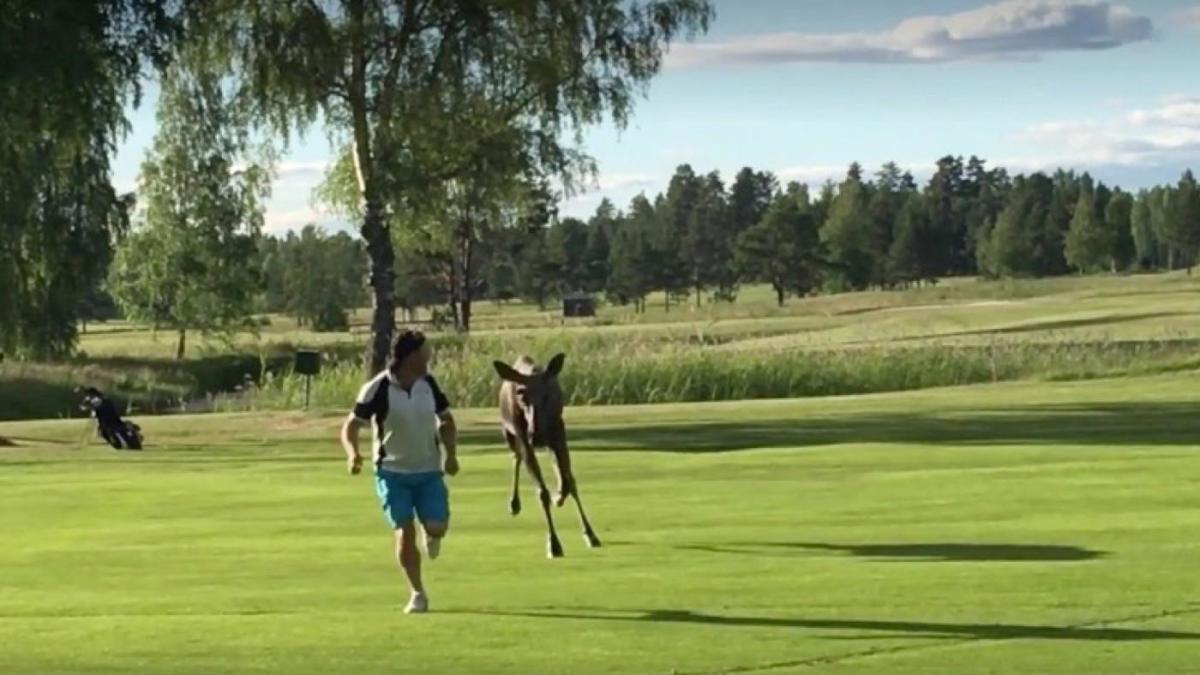 WATCH: A Moose chasing a man on a golf course is as ...