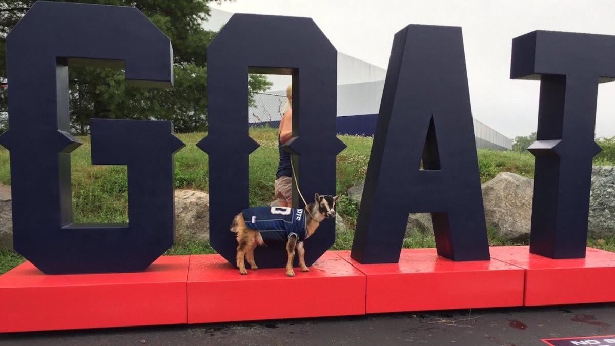 Fans, live goats help Patriots celebrate Tom Brady's birthday