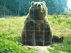 grizzlygoodbye.gif
