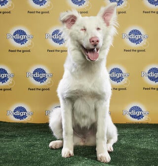 Look Meet The Very Cute And Adorable Contestants For The 2018 Puppy Bowl Cbssports Com