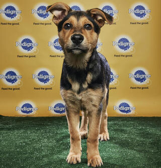 Look Meet The Very Cute And Adorable Contestants For The 2018 Puppy Bowl Cbssports Com