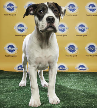 what time is the puppy bowl 2018