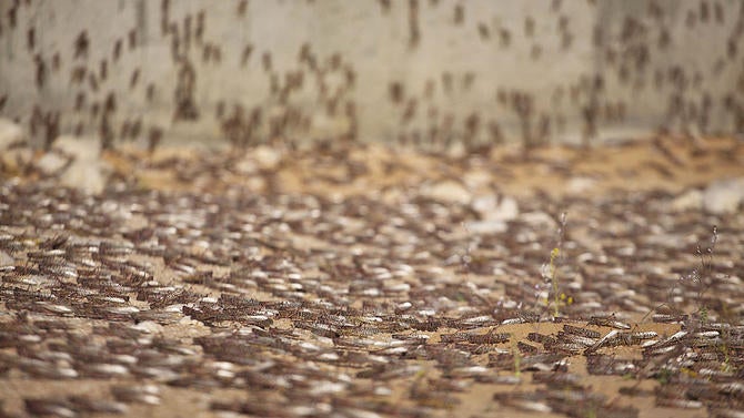 locusts.jpg