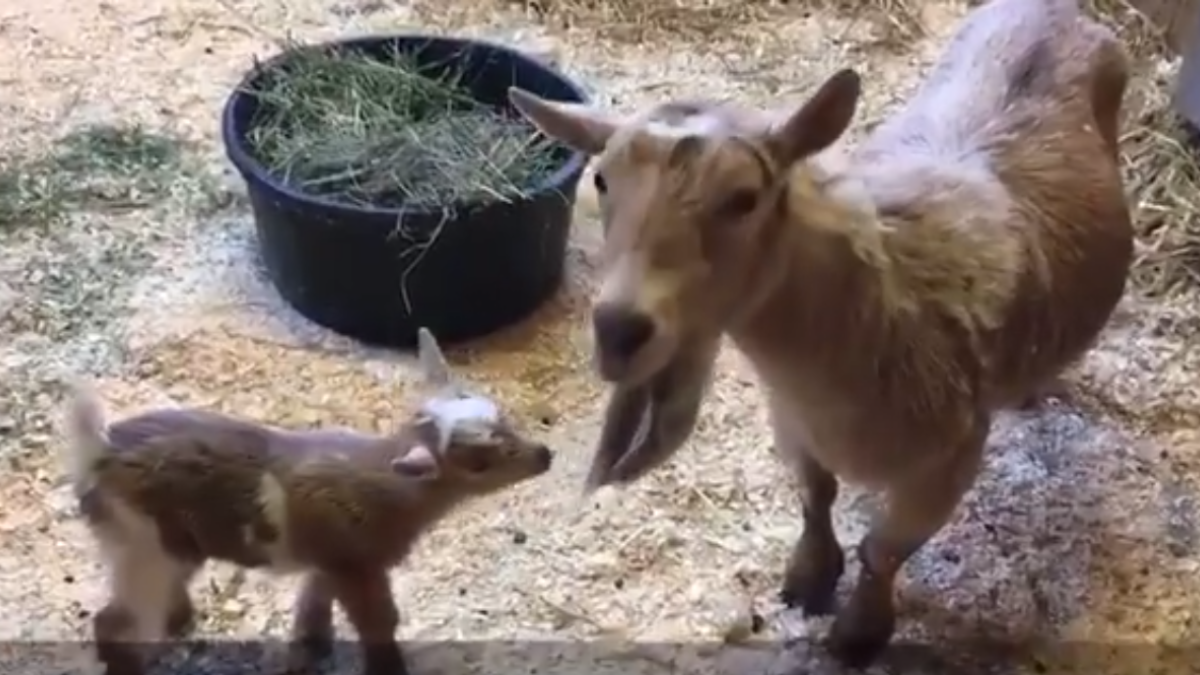 Zoo in New England has to name its newest goat Foles after LII bet