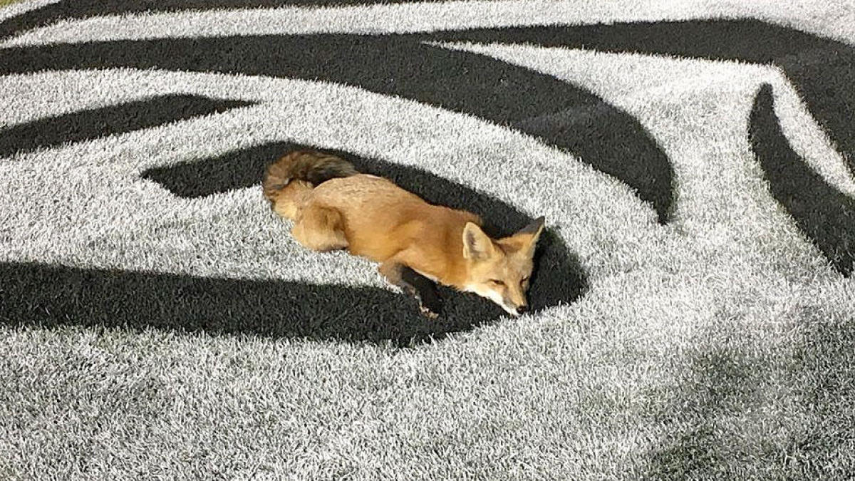 Levi's Stadium field usually a mess, so they brought in a new one for the  CFP title game. – The Denver Post