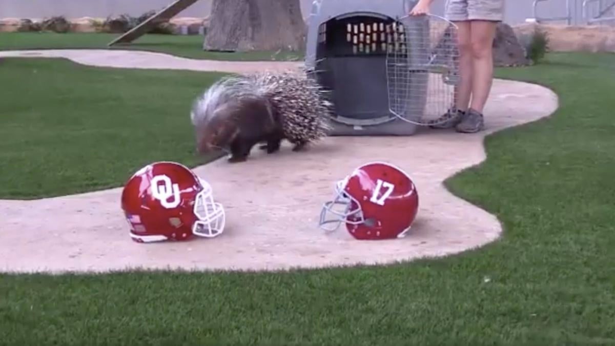 2018 College Football Playoff Zoo Miami porcupine makes Alabama vs