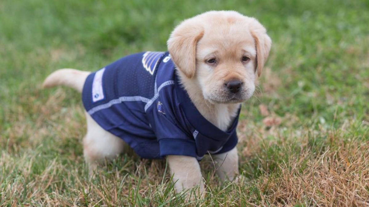 St. Louis Blues unveils new puppy mascot named Barclay  'RUFF PRACTICE':  The NHL's St. Louis Blues brought onto the ice their new and very furry  mascot, a yellow Labrador Retriever puppy