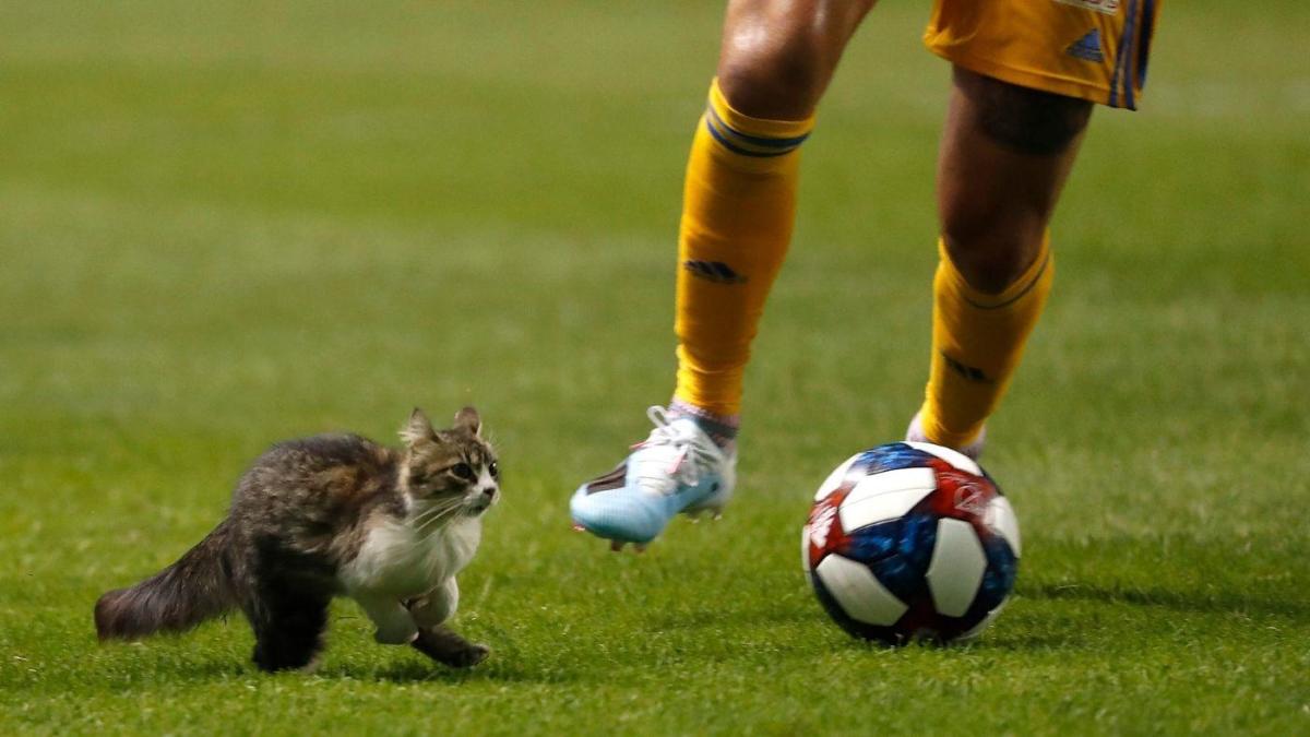 soccer cat