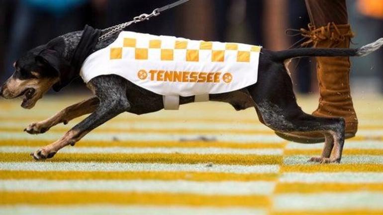 govols247 sports