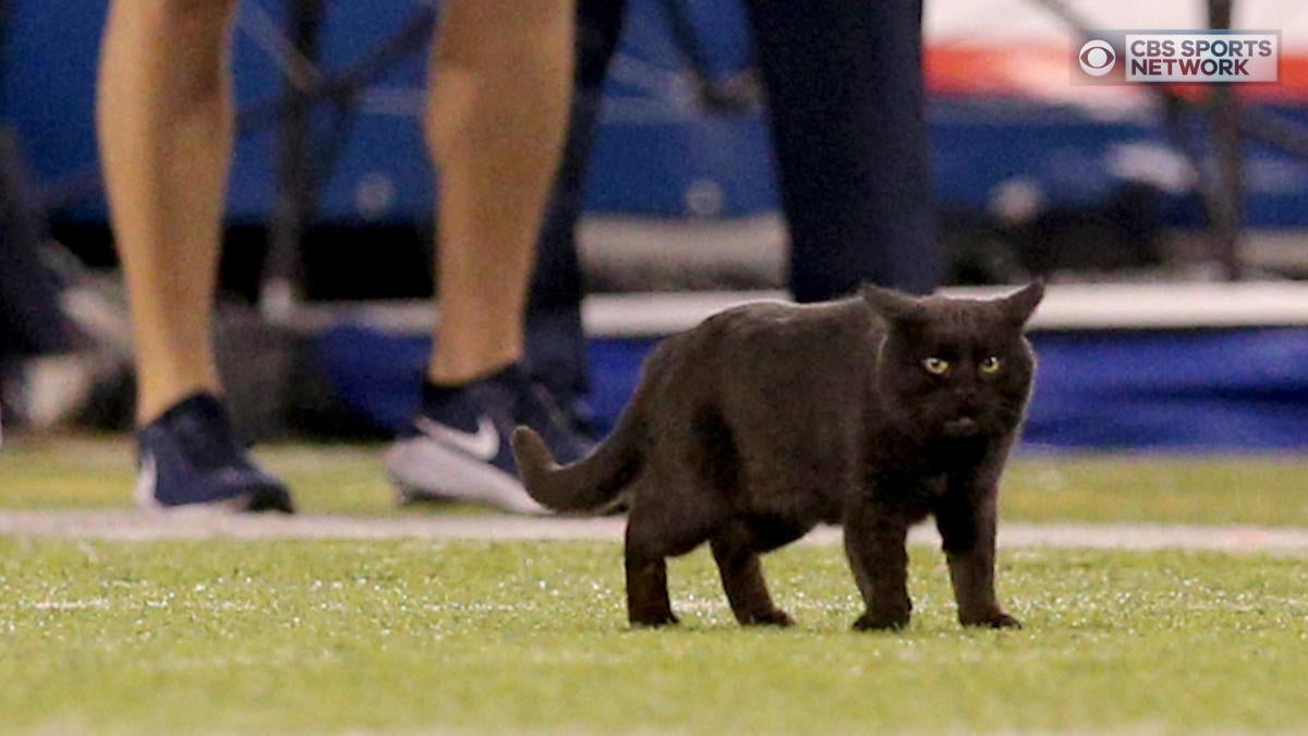 MetLife Stadium still searching for famous black cat from 'Monday Night Football'