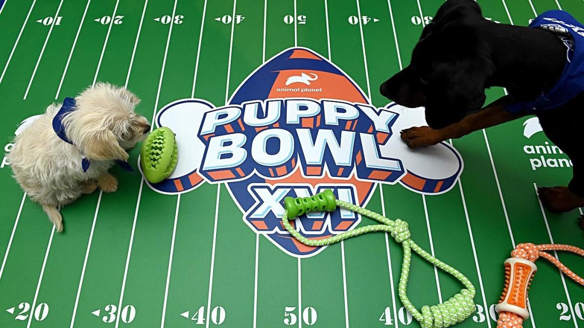 Adorable alert: Pets showing off their football, Super Bowl gear