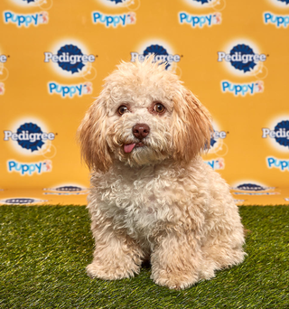 Puppy Bowl 2020 Betting – How and Where to Bet on the Puppy Bowl