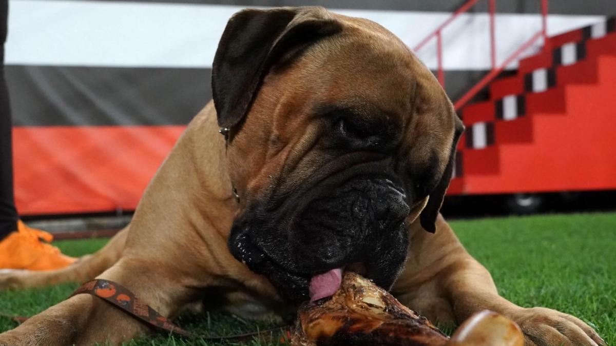 Swagger, the Cleveland Browns bullmastiff mascot, is retiring after  Sunday's game